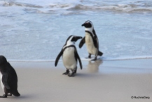 Penguins at Boulders Beach in South Africa