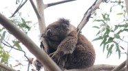Sleeping Koala somewhere on the Great Ocean Road