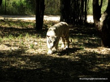"No one lets me rest" , White Tiger in Banerghatta